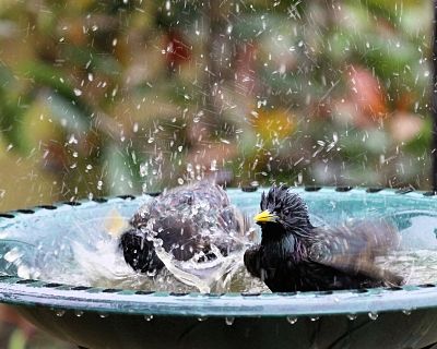 Tips on buying bird baths